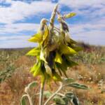 Green Bird Flower (Crotalaria cunninghamii), Binns Track