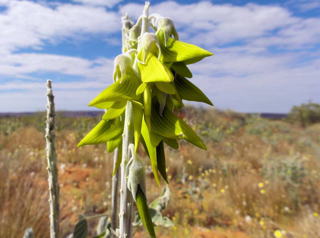 Green Bird Flower (Crotalaria cunninghamii), Binns Track
