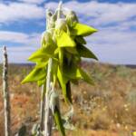 Green Bird Flower (Crotalaria cunninghamii), Binns Track