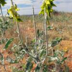 Green Bird Flower (Crotalaria cunninghamii), Binns Track