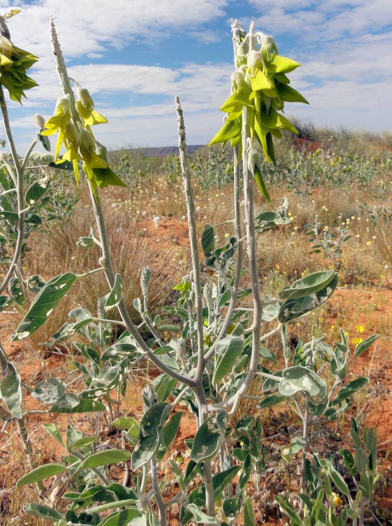 Green Bird Flower (Crotalaria cunninghamii), Binns Track