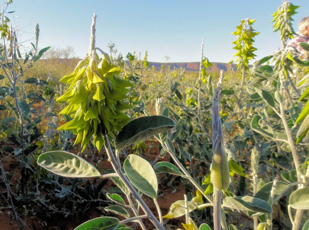 Green Bird Flower (Crotalaria cunninghamii), Binns Track