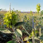 Green Bird Flower (Crotalaria cunninghamii), Binns Track