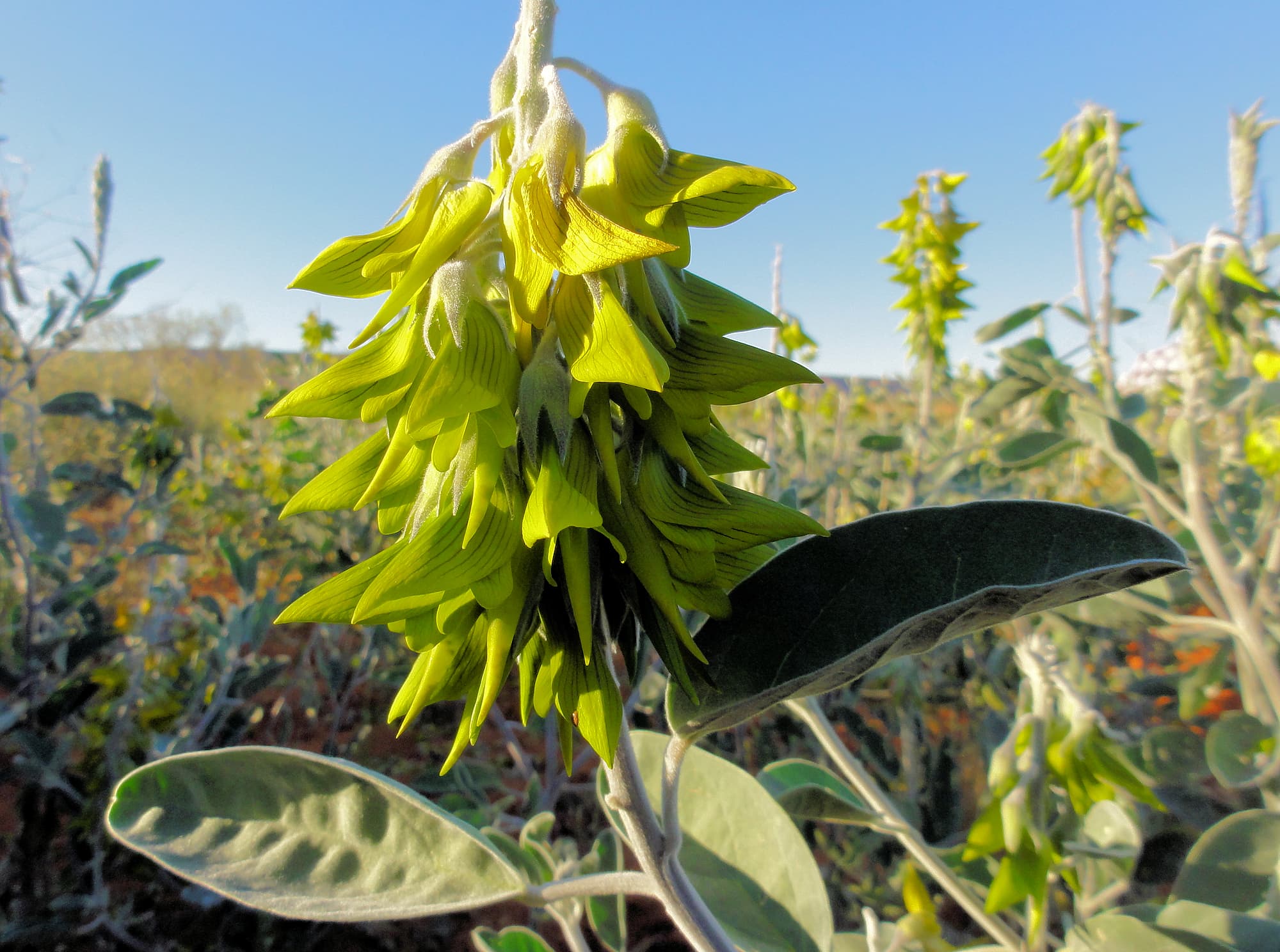 Green Bird Flower (Crotalaria cunninghamii), Binns Track