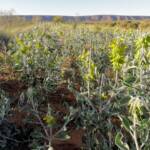 Green Bird Flower (Crotalaria cunninghamii), Binns Track