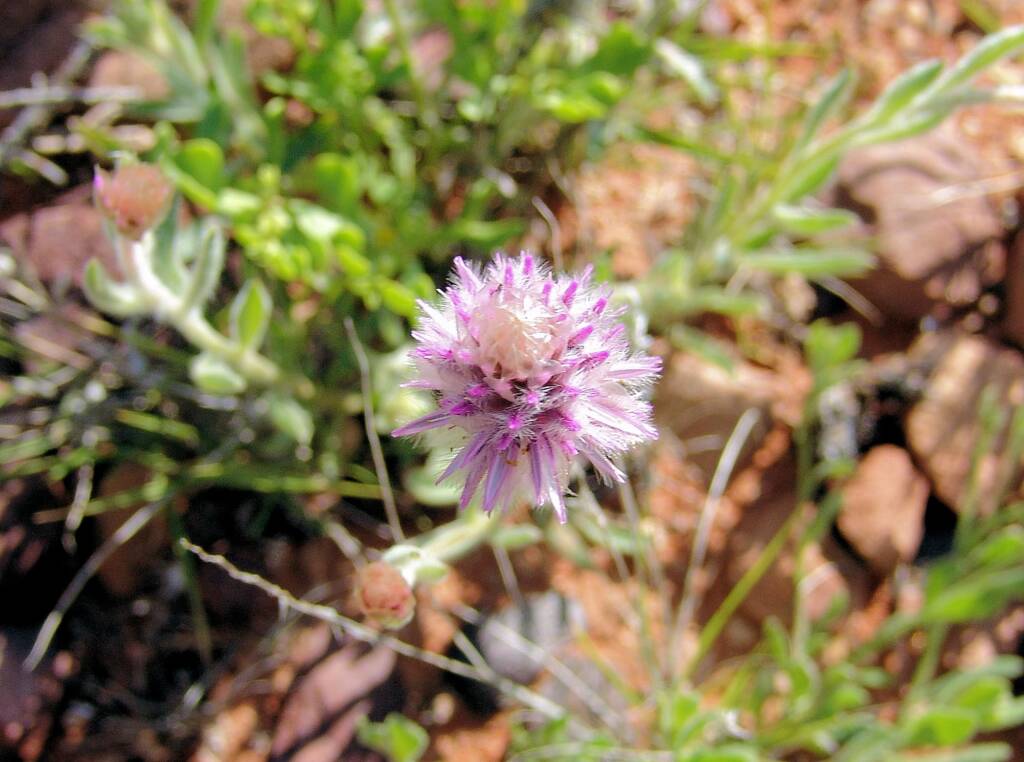 Hairy Mulla Mulla (Ptilotus helipteroides)