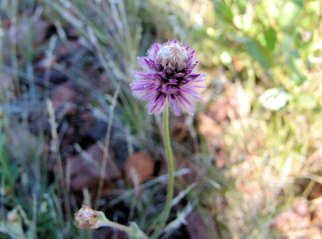 Hairy Mulla Mulla (Ptilotus helipteroides)