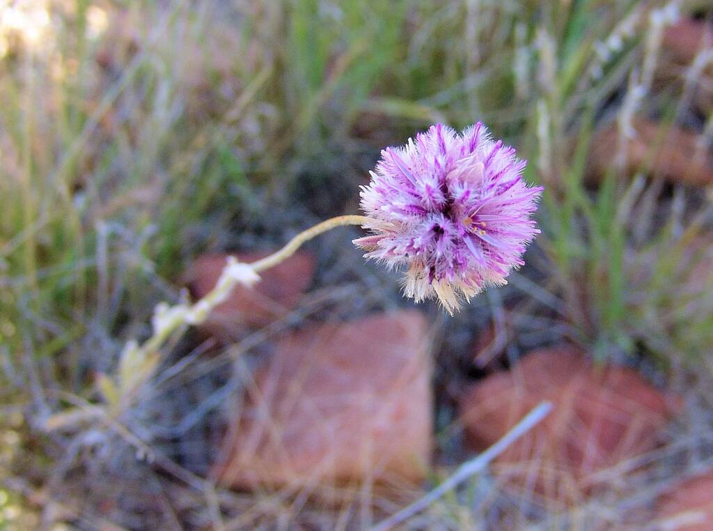 Hairy Mulla Mulla (Ptilotus helipteroides)