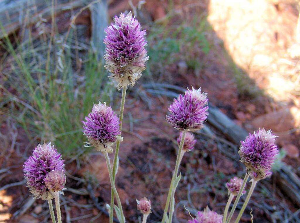 Hairy Mulla Mulla (Ptilotus helipteroides)