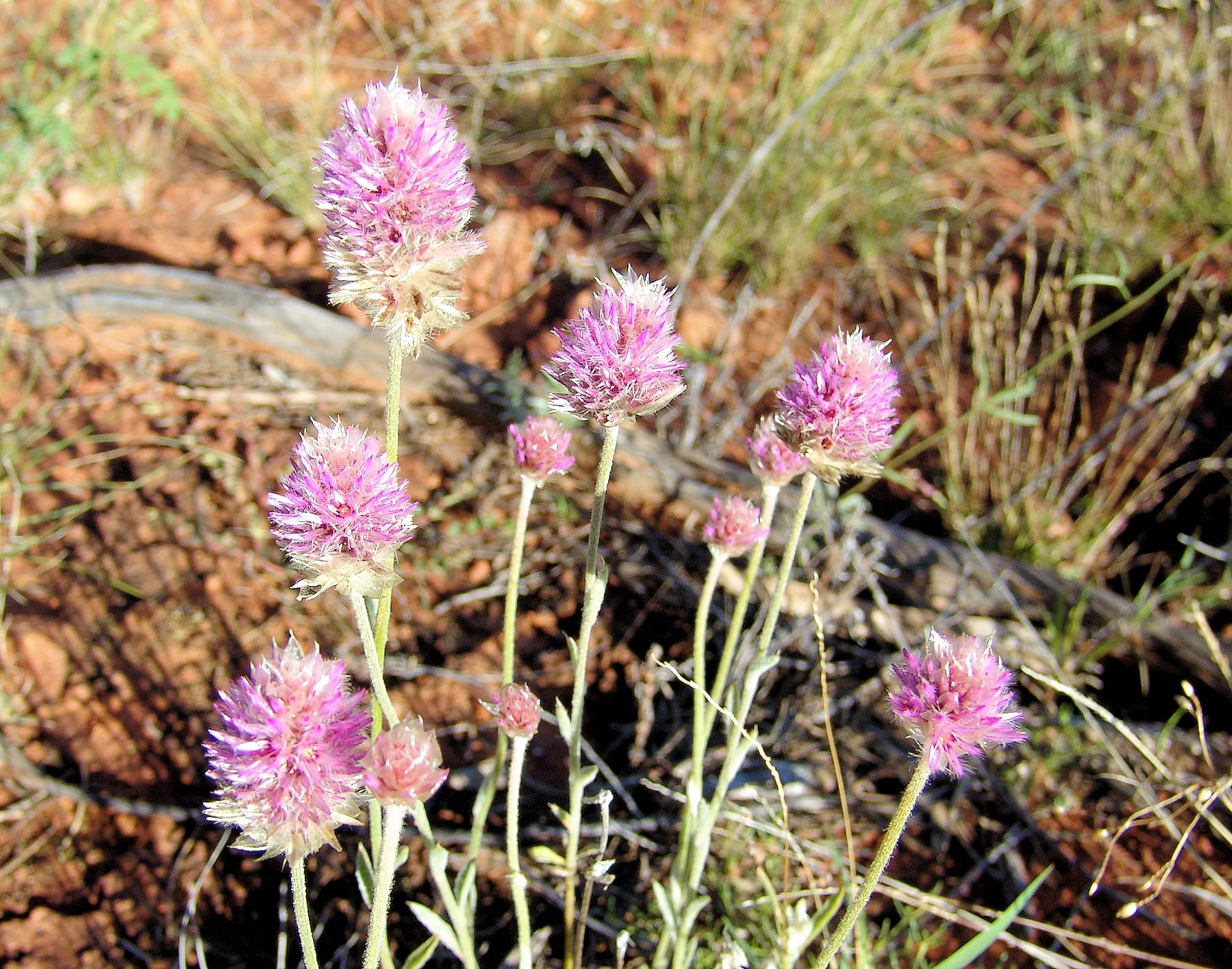 Hairy Mulla Mulla (Ptilotus helipteroides)
