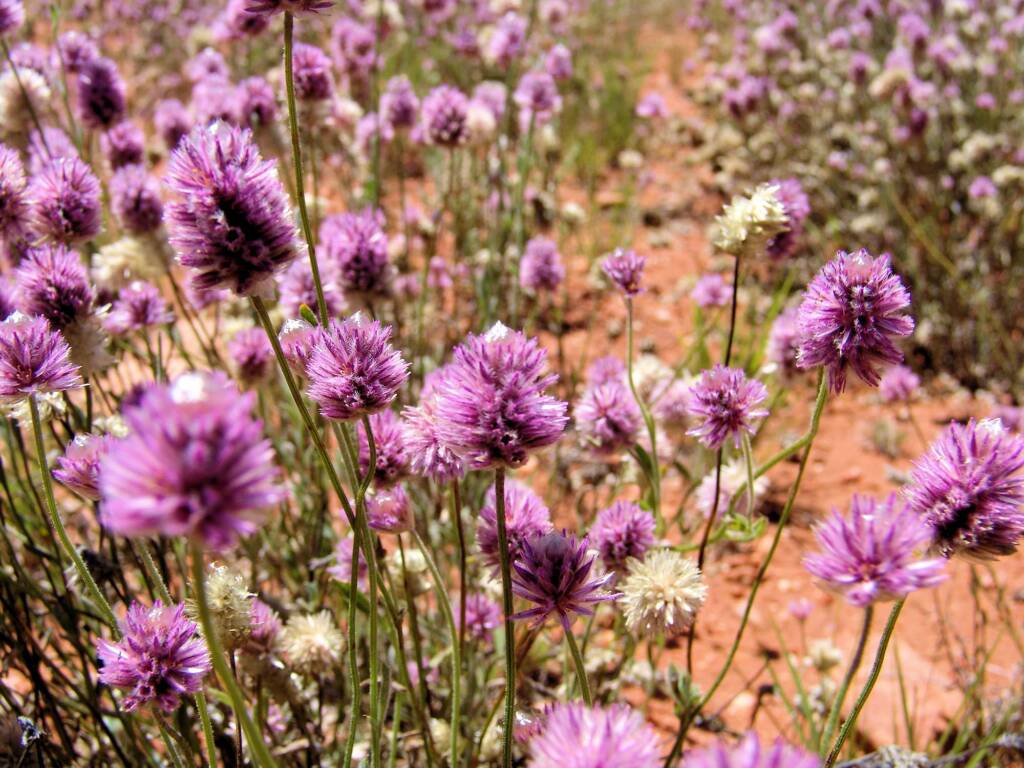 Hairy Mulla Mulla (Ptilotus helipteroides), Owen Springs, NT