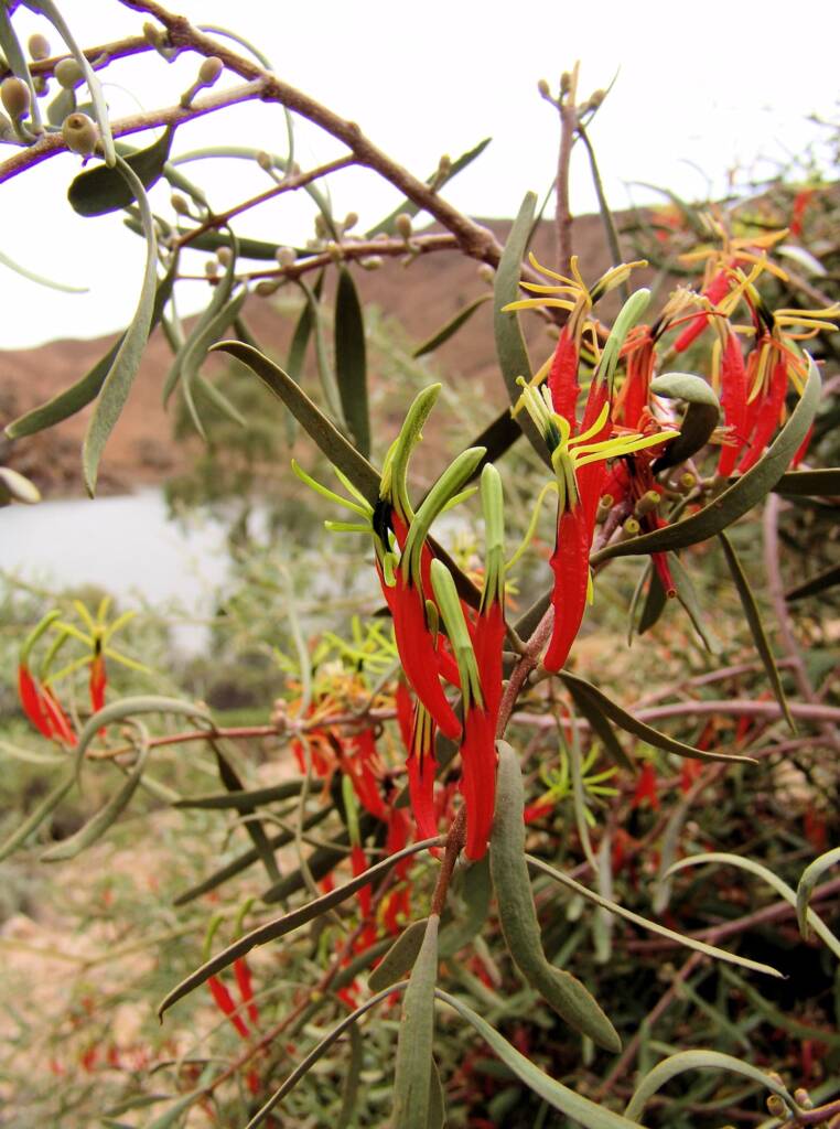 Harelequin Mistletoe (Lysiana exocarpi)