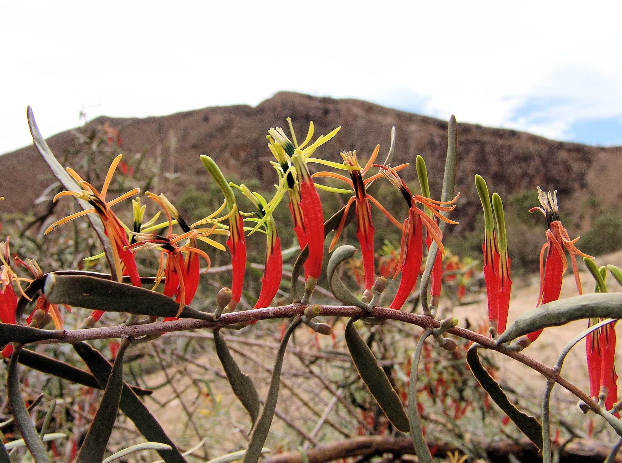 Harlequin Mistletoe (Lysiana exocarpi)