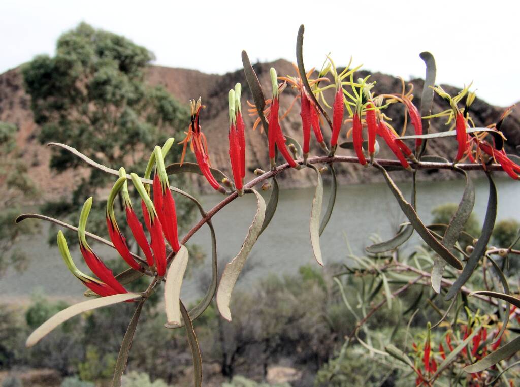 Harelequin Mistletoe (Lysiana exocarpi)