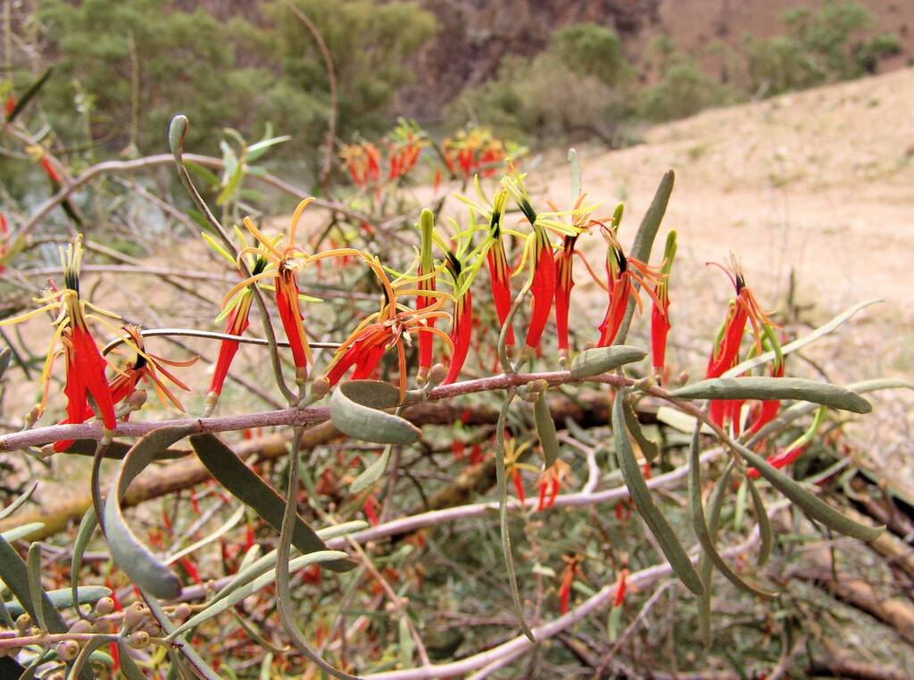 Harelequin Mistletoe (Lysiana exocarpi)