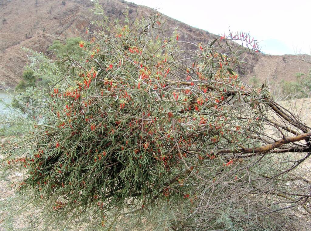 Harelequin Mistletoe (Lysiana exocarpi)
