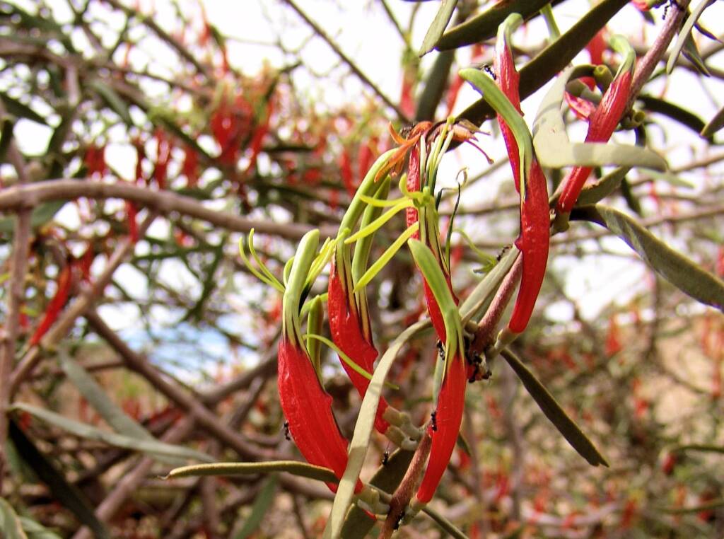 Harelequin Mistletoe (Lysiana exocarpi)