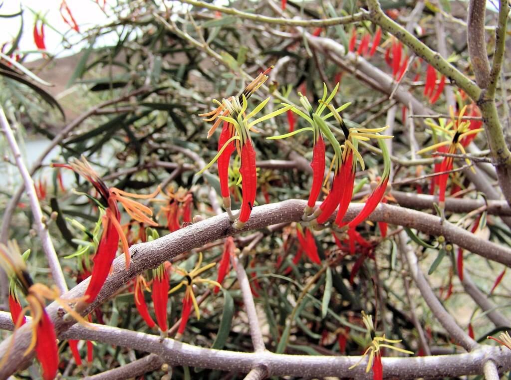 Harelequin Mistletoe (Lysiana exocarpi)