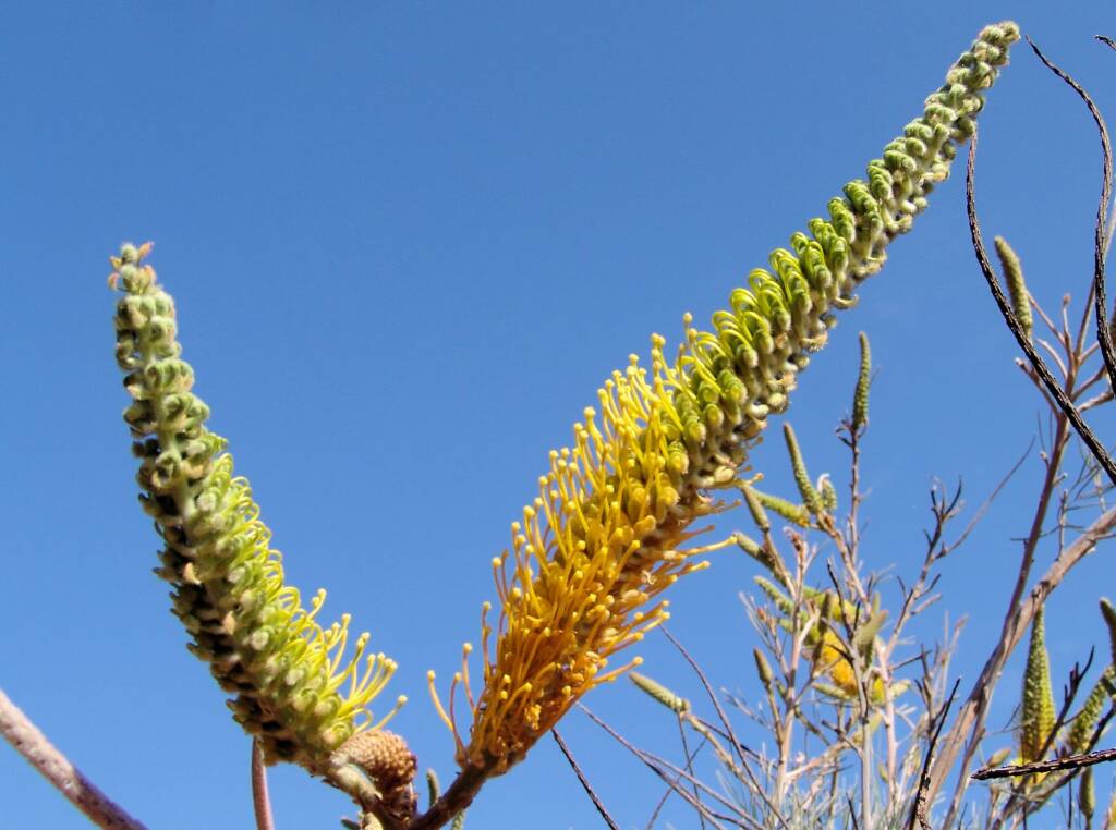 Honey Grevillea (Grevillea eriostachya), Alice Springs Desert Park