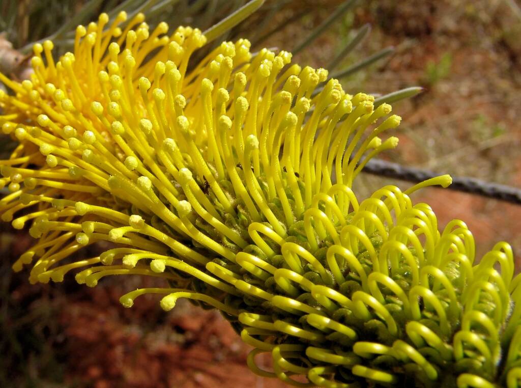 Honey Grevillea (Grevillea eriostachya), Alice Springs Desert Park