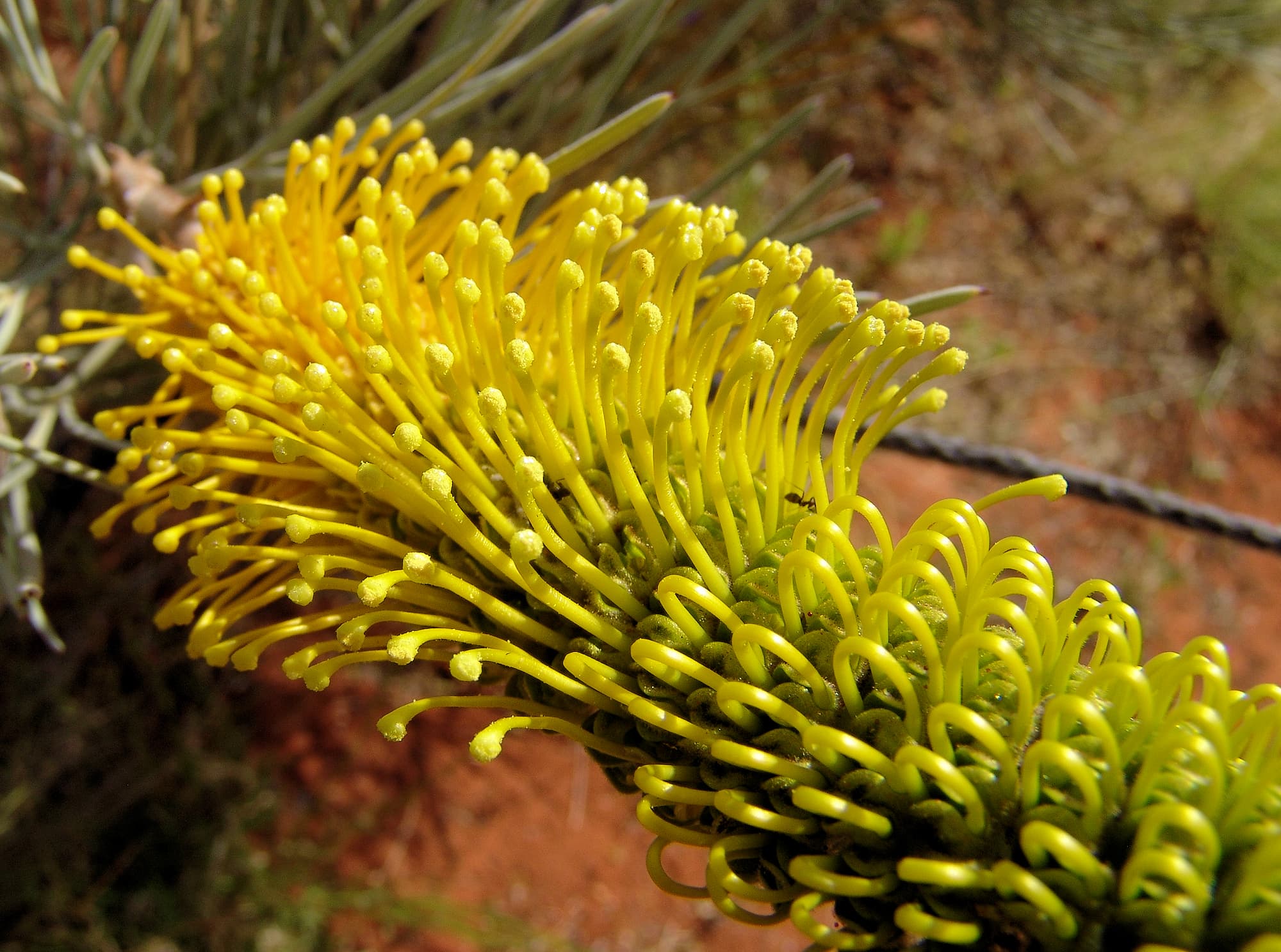 Honey Grevillea (Grevillea eriostachya), Alice Springs Desert Park