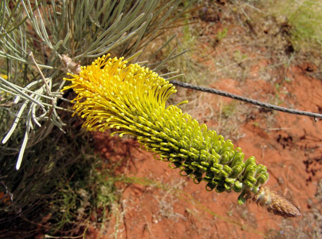 Honey Grevillea (Grevillea eriostachya), Alice Springs Desert Park
