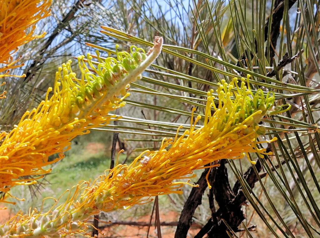 Honey Grevillea (Grevillea eriostachya), Alice Springs Desert Park