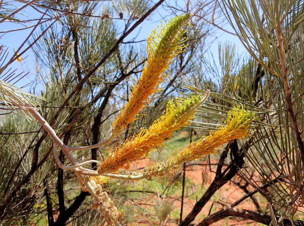Honey Grevillea (Grevillea eriostachya), Alice Springs Desert Park