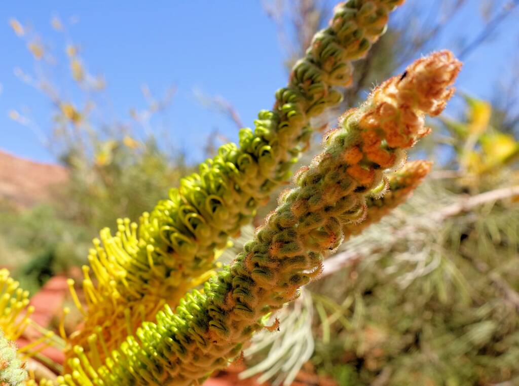 Honey Grevillea (Grevillea eriostachya), Alice Springs Desert Park