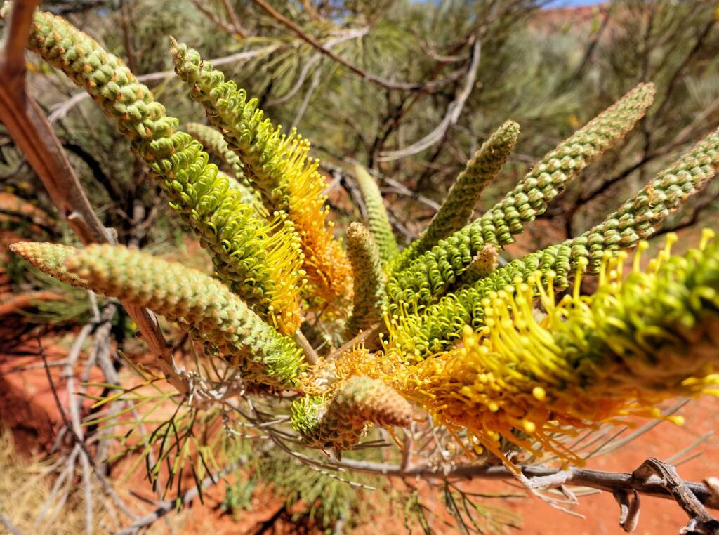 Honey Grevillea (Grevillea eriostachya), Alice Springs Desert Park