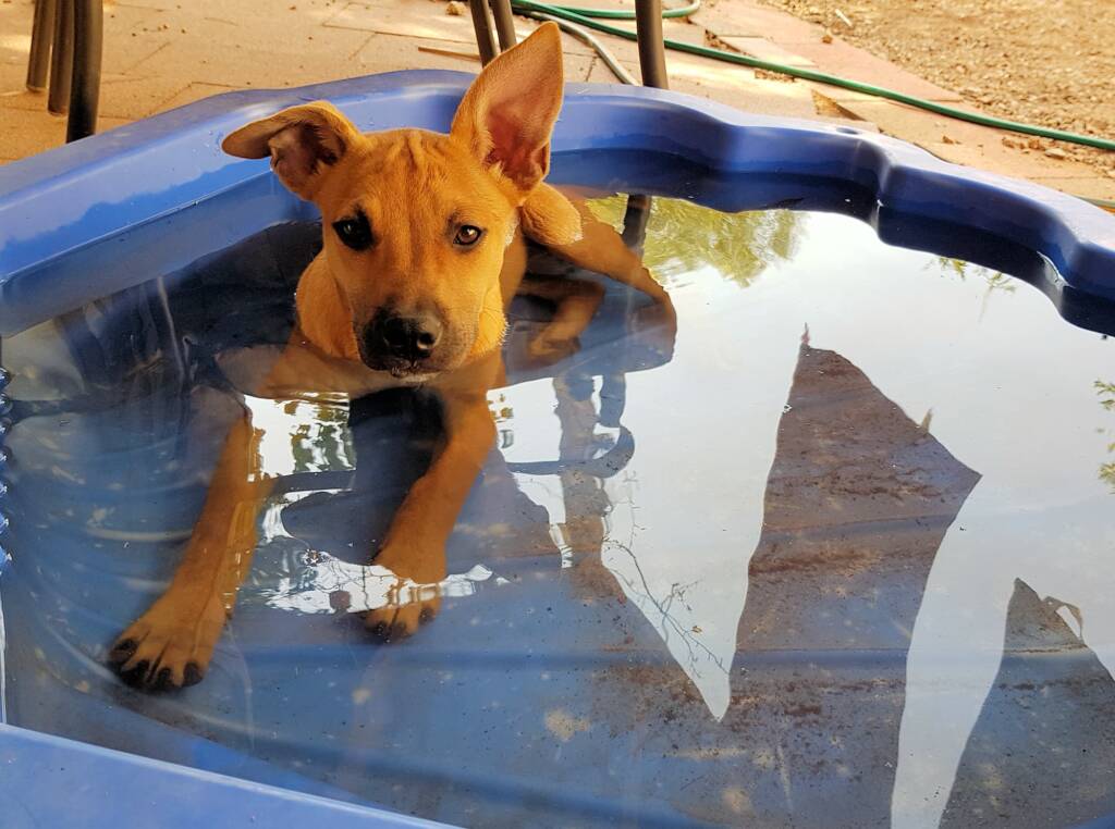 I love cooling down in my pool.