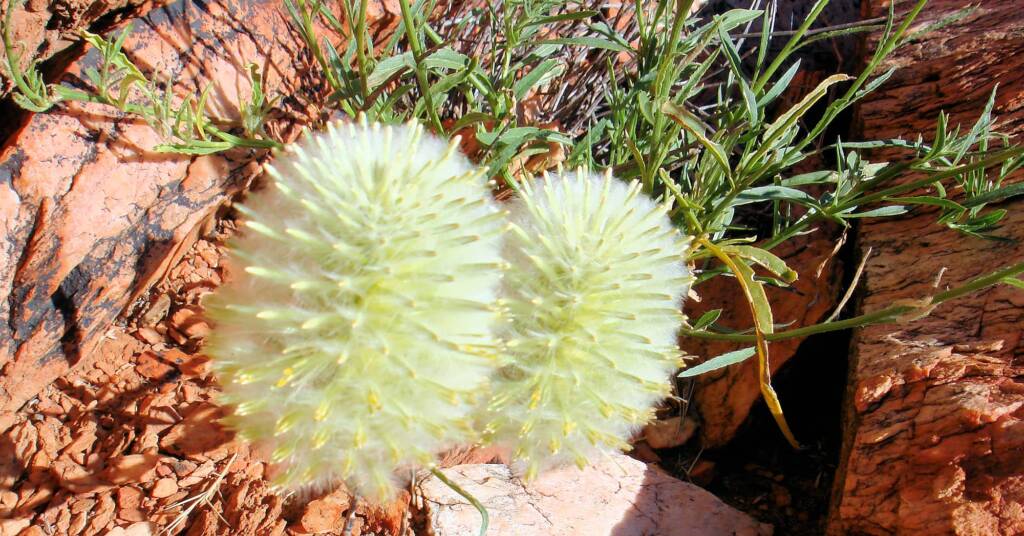 Large Green Pussytail (Ptilotus macrocephalus)