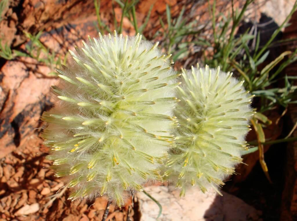 Large Green Pussytail (Ptilotus macrocephalus)