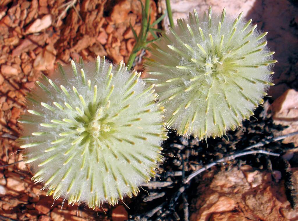 Large Green Pussytail (Ptilotus macrocephalus)