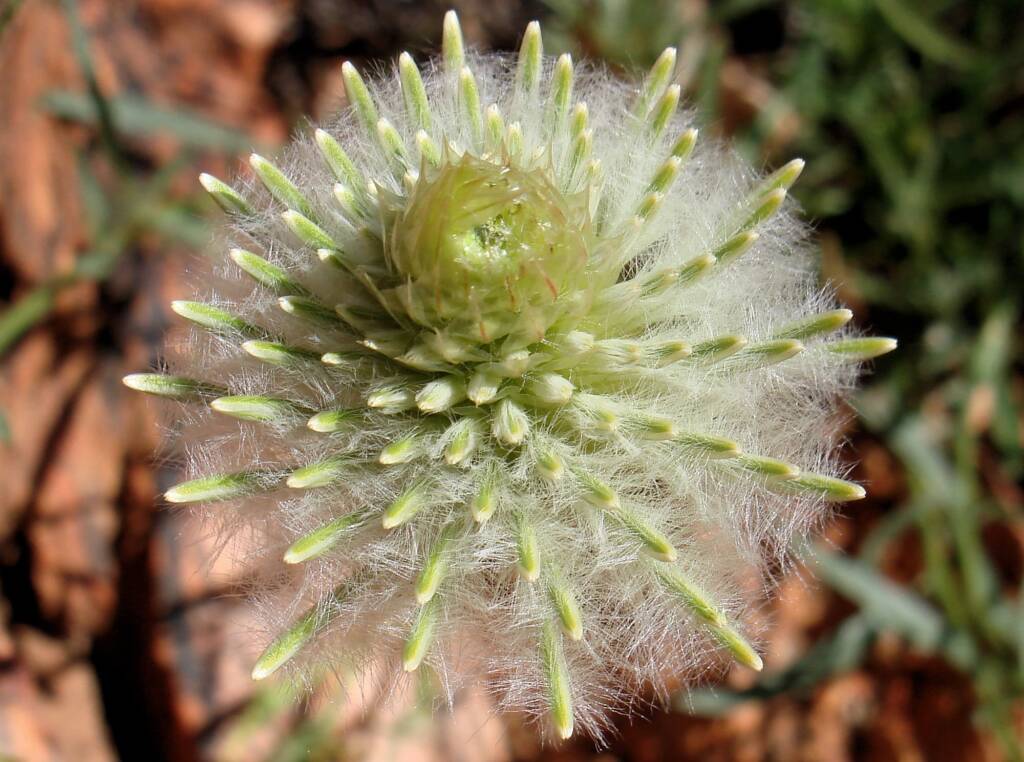 Large Green Pussytail (Ptilotus macrocephalus)