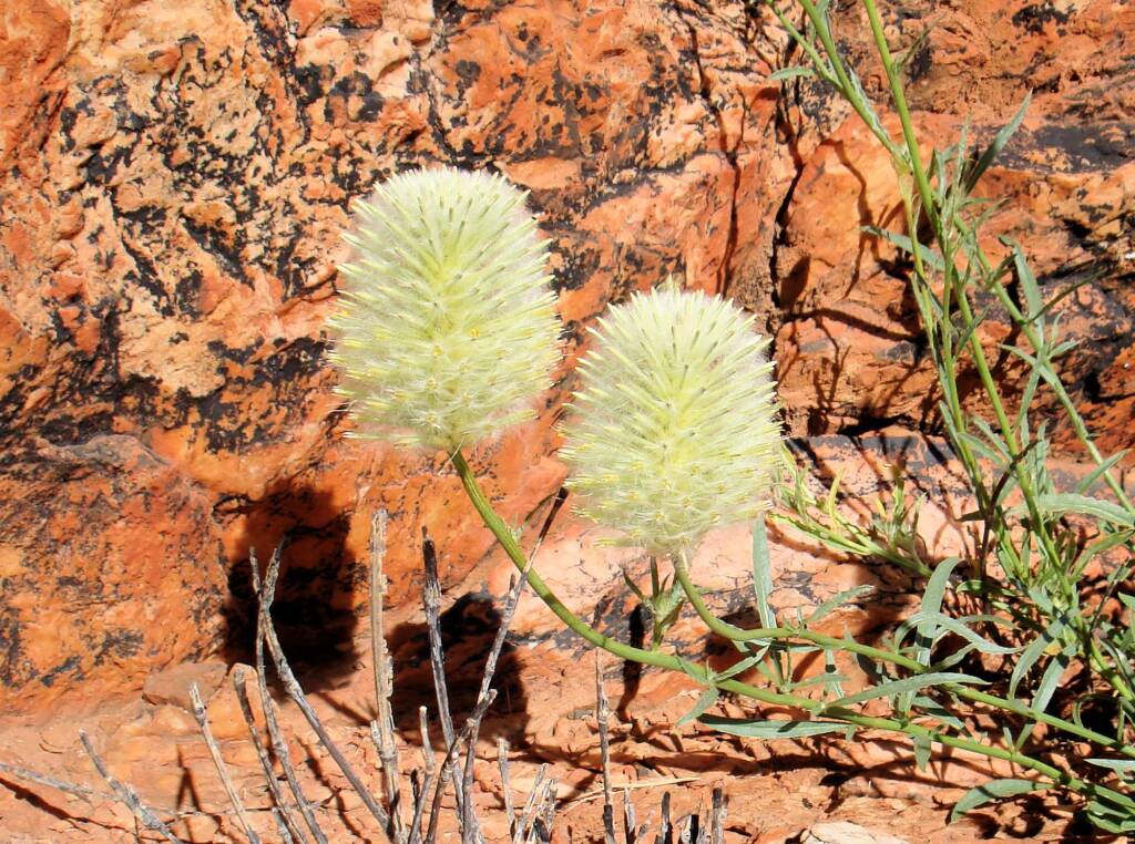 Large Green Pussytail (Ptilotus macrocephalus)