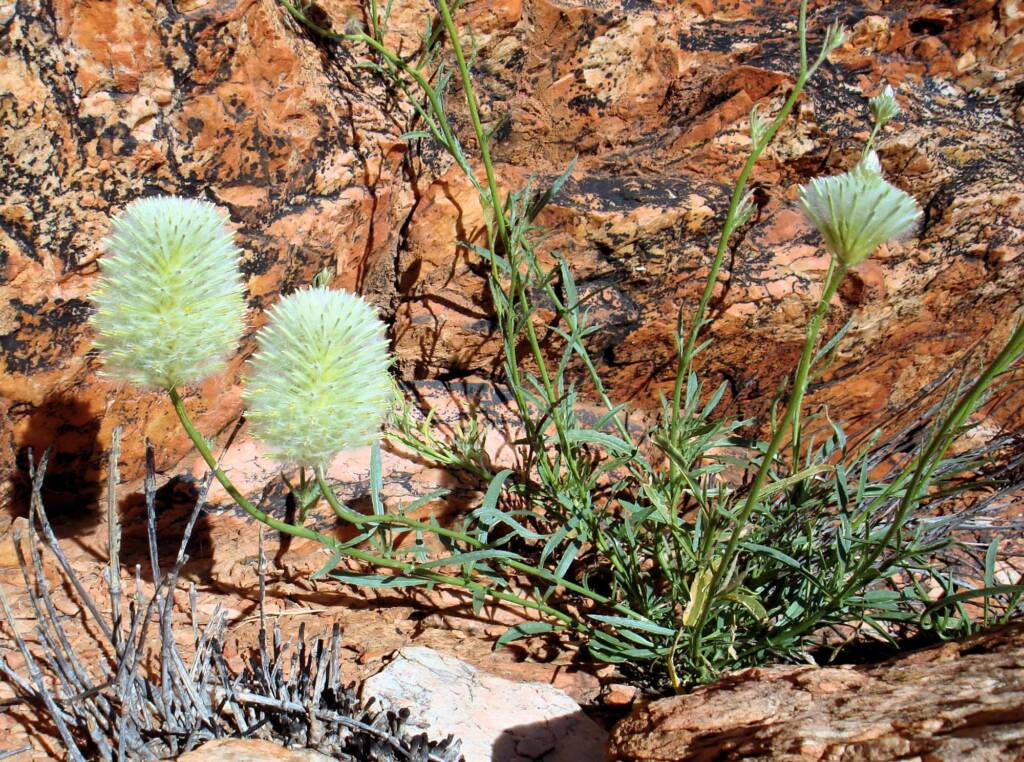 Large Green Pussytail (Ptilotus macrocephalus)