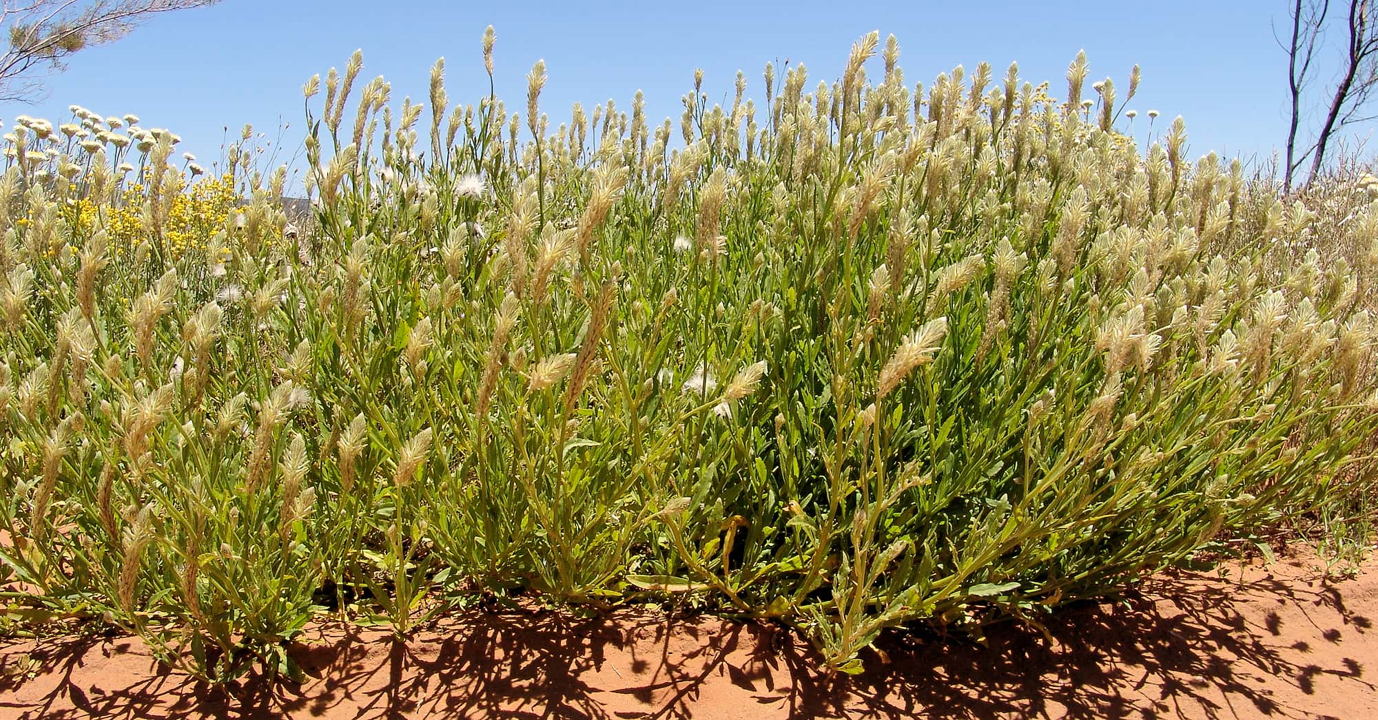 Longtails (Ptilotus polystachyus), Owen Springs, NT