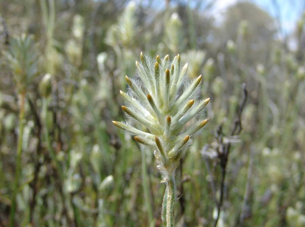 Longtails (Ptilotus polystachyus)