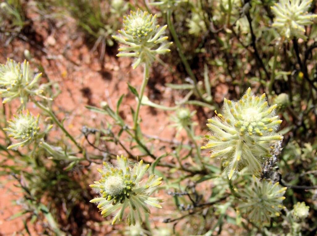 Longtails (Ptilotus polystachyus)