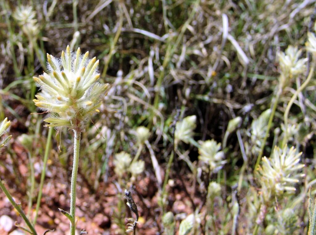Longtails (Ptilotus polystachyus)