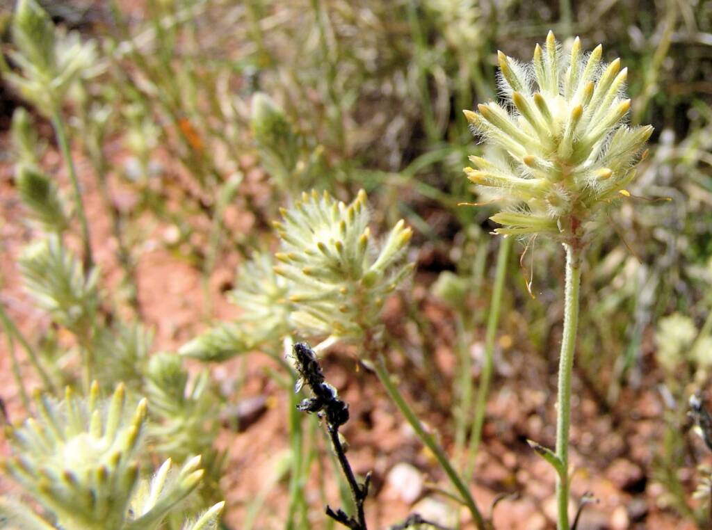 Longtails (Ptilotus polystachyus)