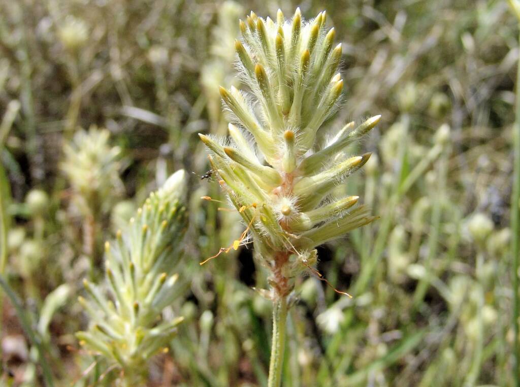 Longtails (Ptilotus polystachyus)