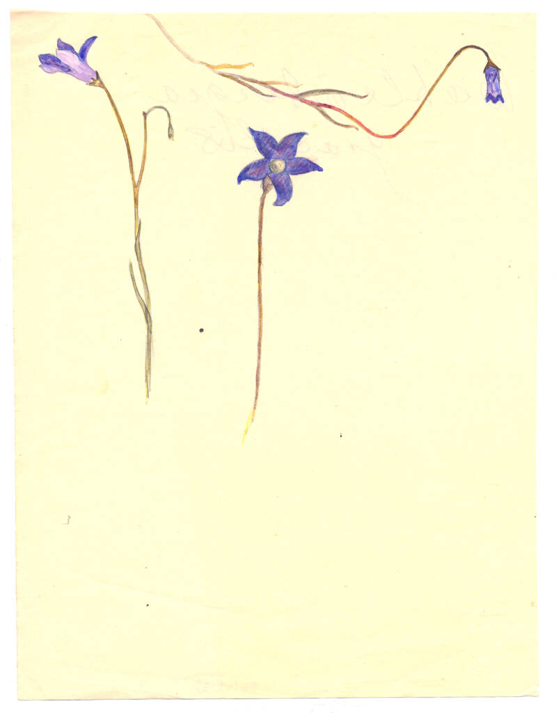 Identified by Olive Pink as Wahlenbergia gracilis