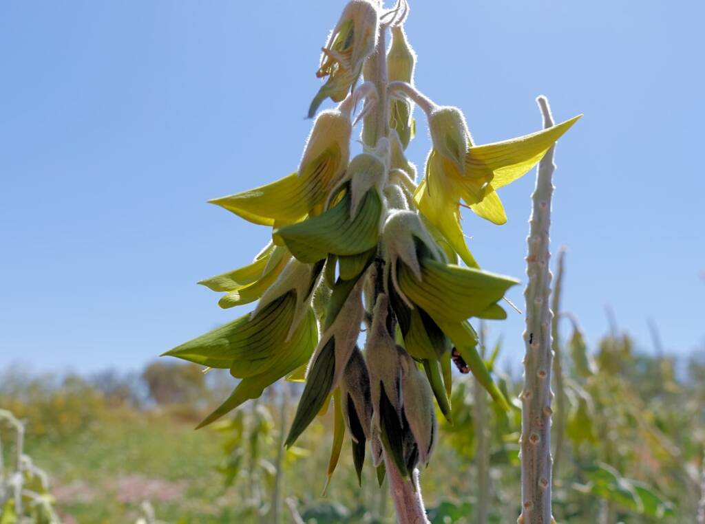 Parrot Pea (Crotalaria cunninghamii)