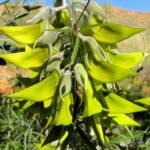 Parrot Pea (Crotalaria cunninghamii)
