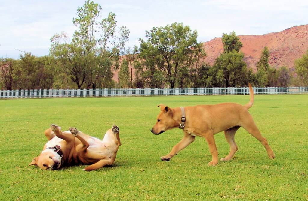Pet friendly Alice Springs, NT