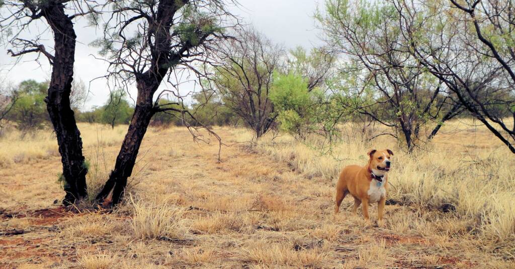 Out and about in Alice Springs with family pet...