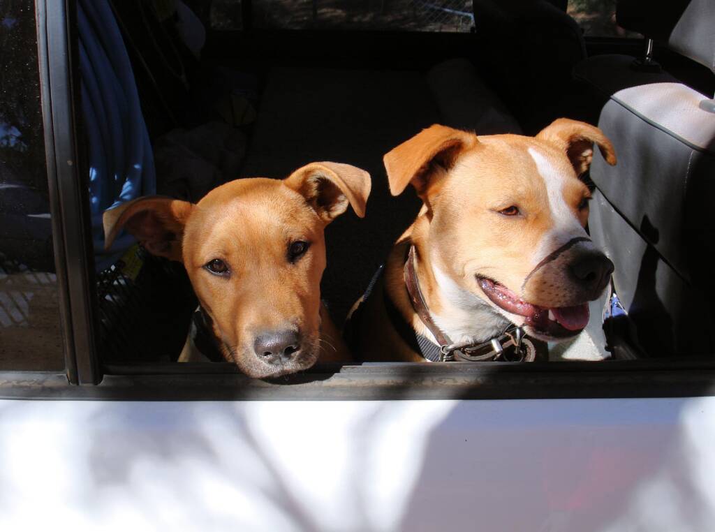 Travelling with your pets