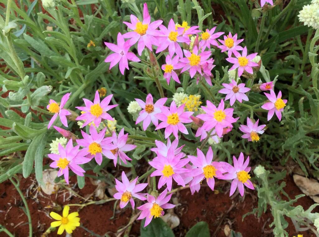 Pink Everlasting (Schoenia cassiniana), Alice Springs Desert Park